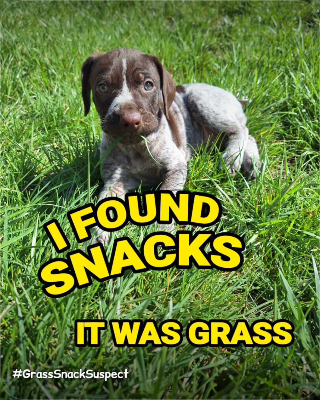 Pet meme example